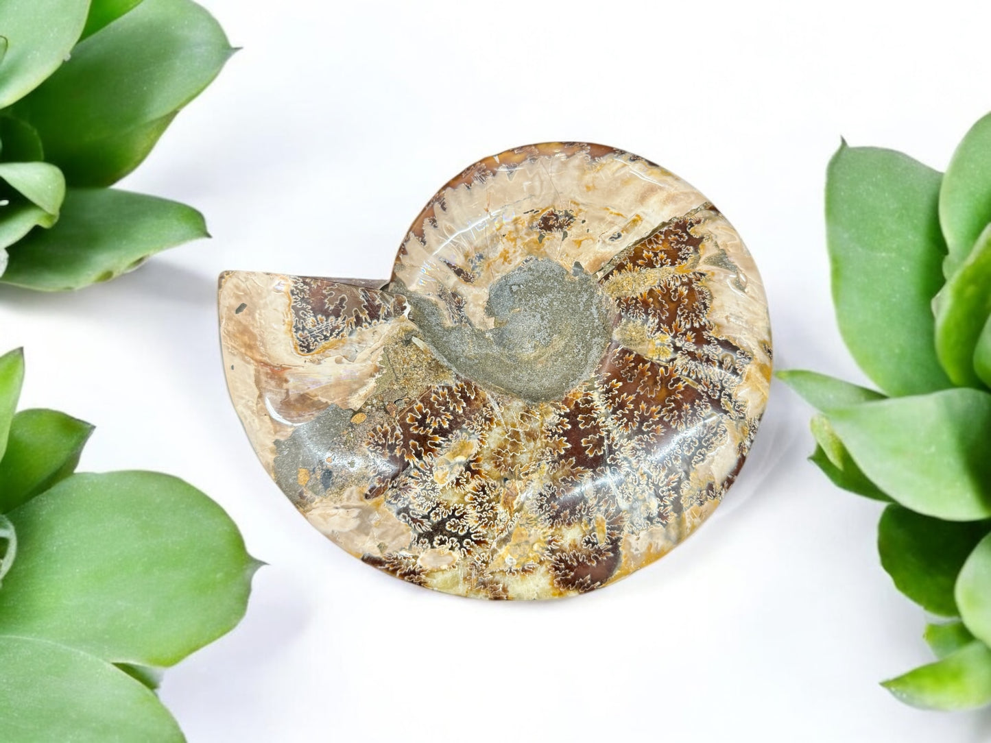Pair 19cm Natural Ammonite Fossil Conch quartz Crystal Specimen
