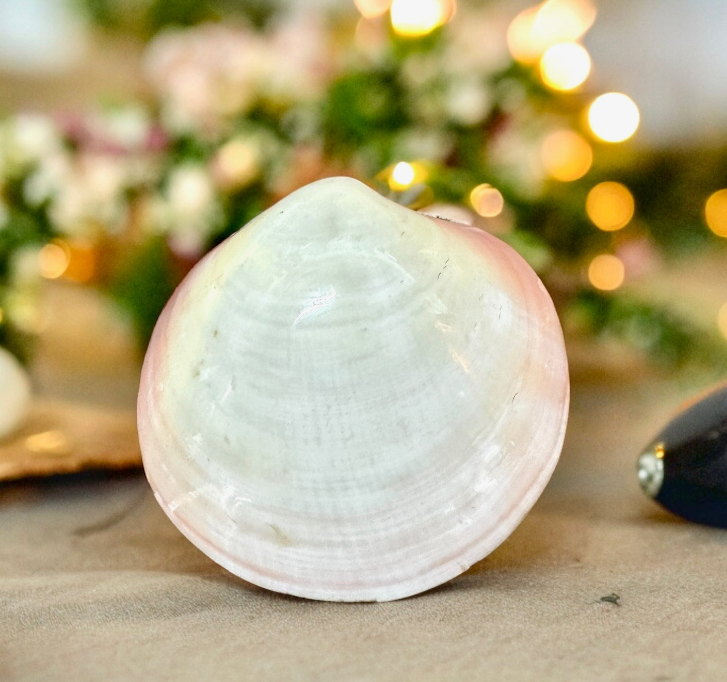 Shell made Jewellery Box