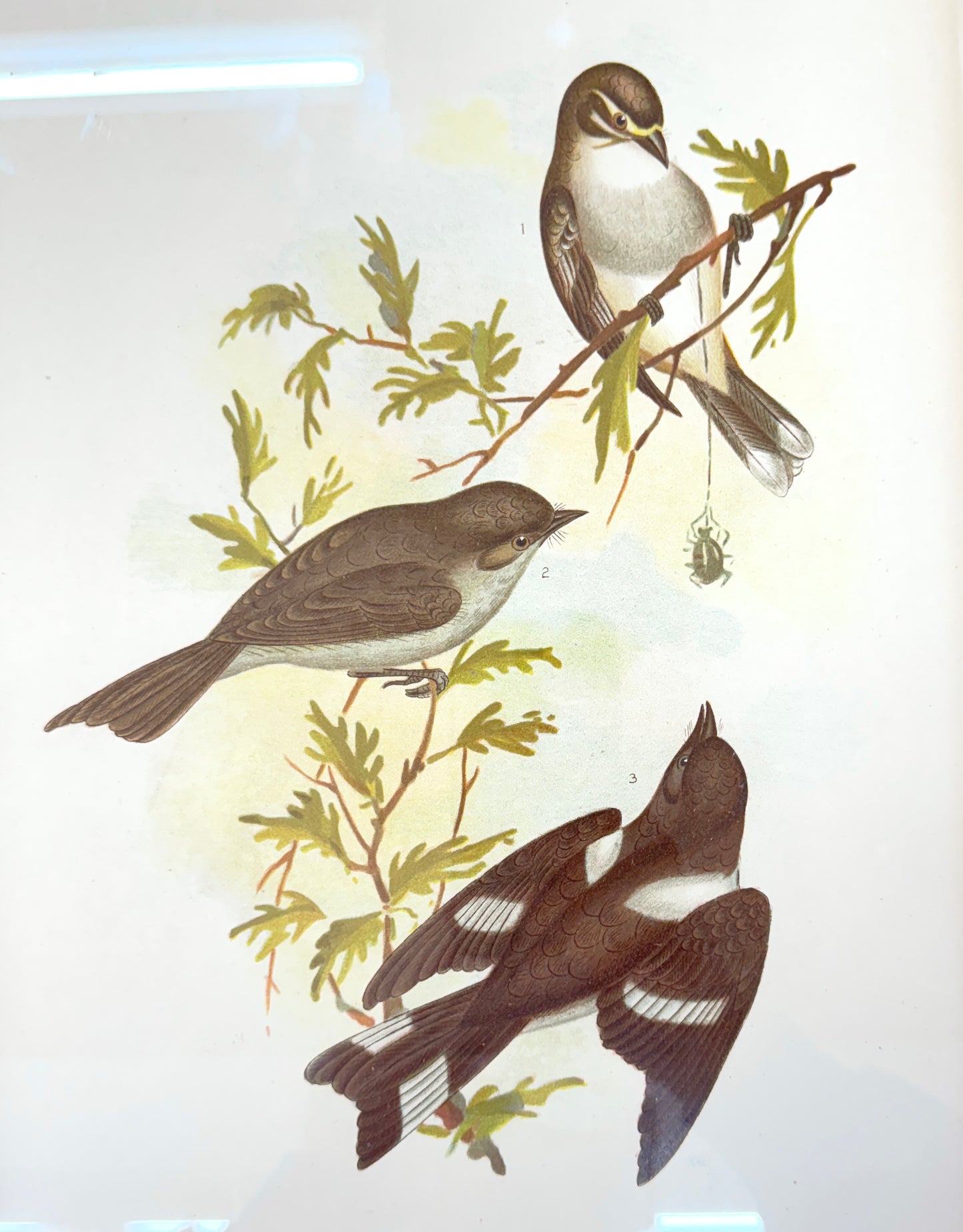 Antique Broinowski Bird Print c1891 | White-Eyebrowed Robin, Dusky Robin & Hooded Robin | Original Lithograph | Gold Frame | Australian Ornithology Art