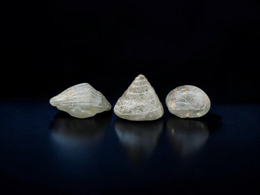 Group of 3 glass shell