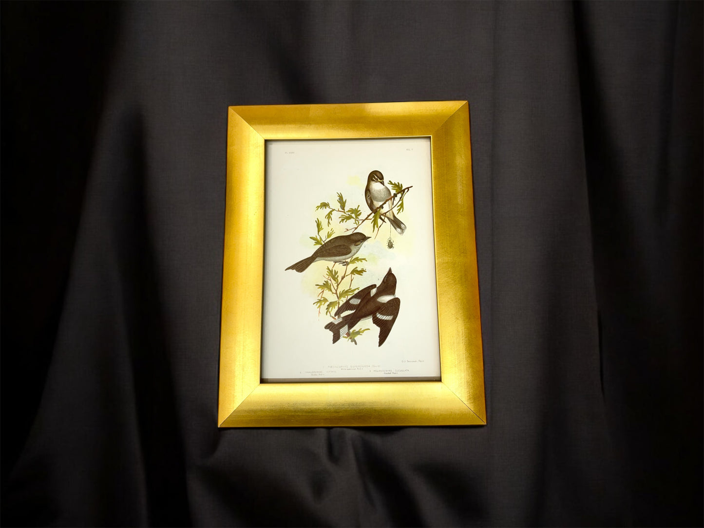 Antique Broinowski Bird Print c1891 | White-Eyebrowed Robin, Dusky Robin & Hooded Robin | Original Lithograph | Gold Frame | Australian Ornithology Art