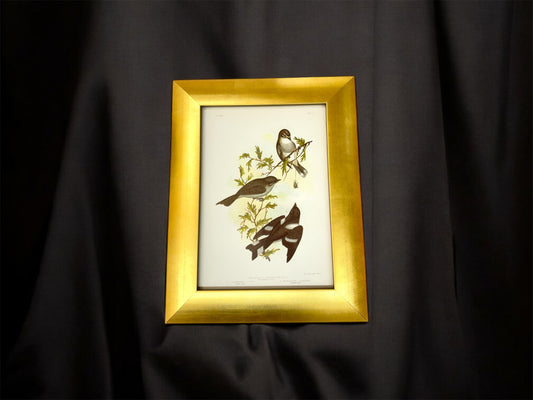 Antique Broinowski Bird Print c1891 | White-Eyebrowed Robin, Dusky Robin & Hooded Robin | Original Lithograph | Gold Frame | Australian Ornithology Art