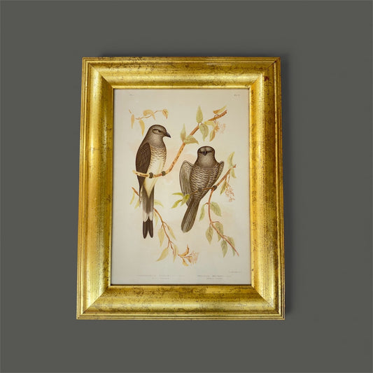 Antique Broinowski Bird Print c1891 | Ground Graucalus / Ground Cuckoo-Shrike | Original Lithograph | Gold Wood Frame | Australian Ornithology Art