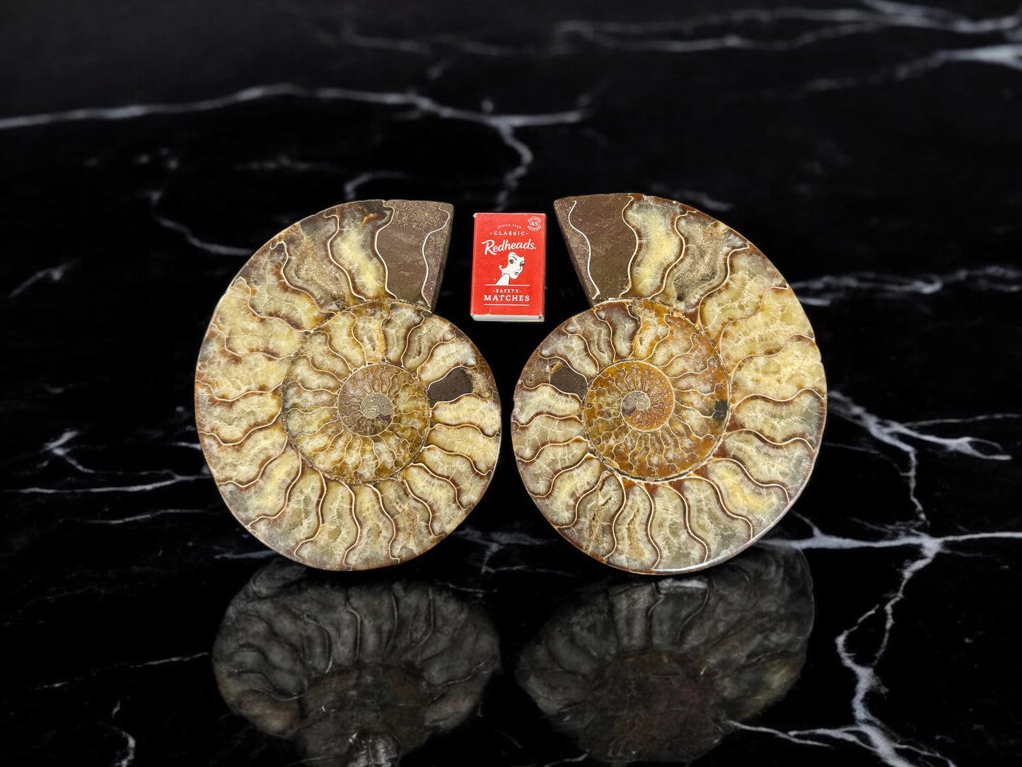 Pair 19cm Natural Ammonite Fossil Conch quartz Crystal Specimen