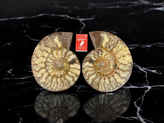 Pair 19cm Natural Ammonite Fossil Conch quartz Crystal Specimen