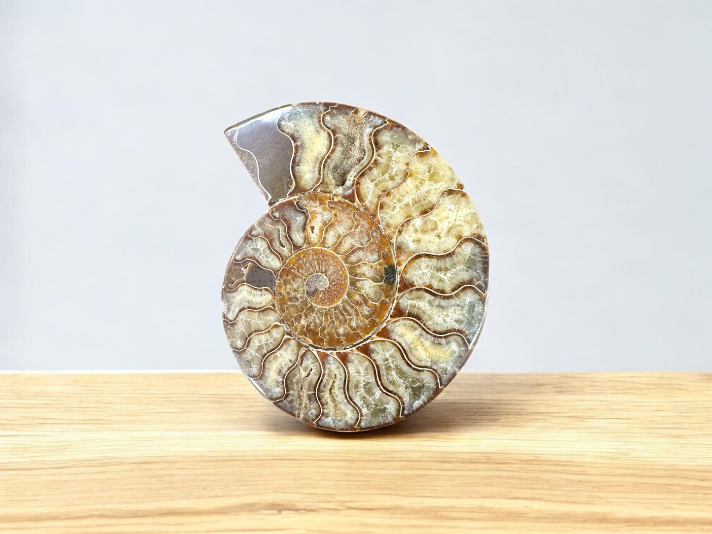 Pair 19cm Natural Ammonite Fossil Conch quartz Crystal Specimen