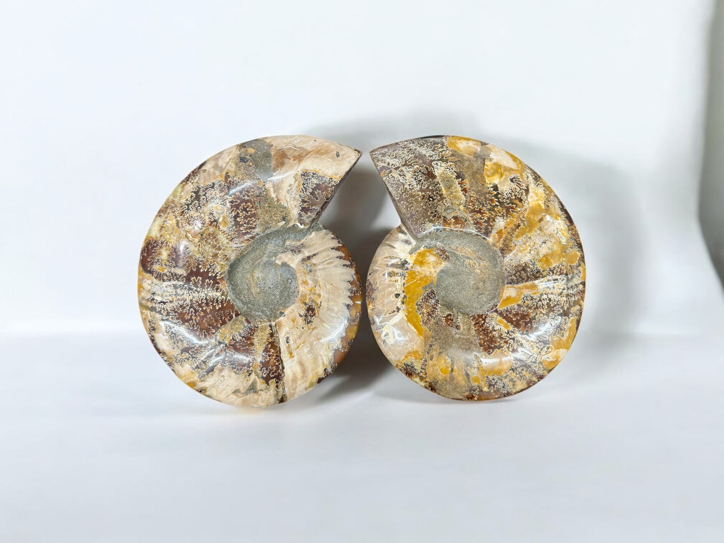Pair 19cm Natural Ammonite Fossil Conch quartz Crystal Specimen
