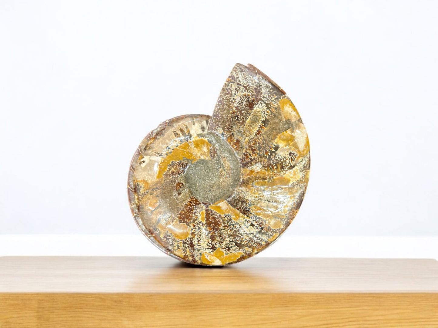 Pair 19cm Natural Ammonite Fossil Conch quartz Crystal Specimen